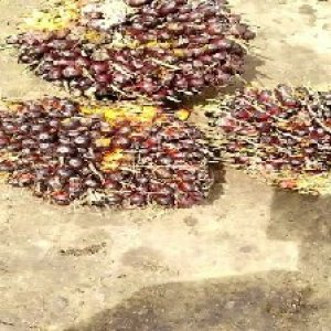 underripe_valid (233).jpg