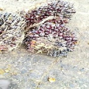 underripe_valid (236).jpg