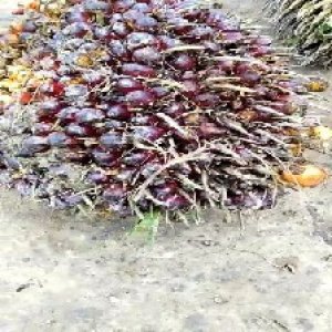 underripe_valid (24).jpg