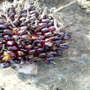 underripe_valid (25).jpg