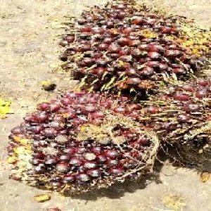 underripe_valid (253).jpg