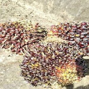 underripe_valid (255).jpg