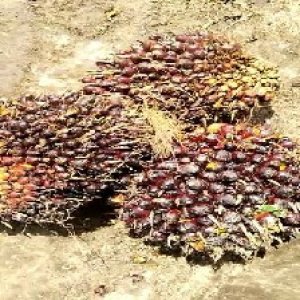 underripe_valid (256).jpg