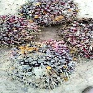 underripe_valid (262).jpg