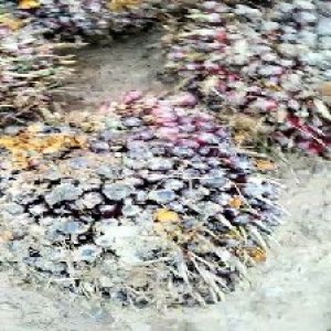 underripe_valid (263).jpg