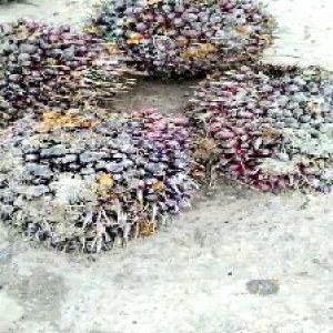 underripe_valid (264).jpg