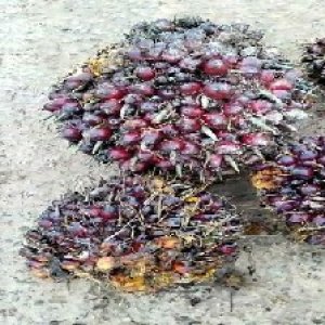 underripe_valid (267).jpg