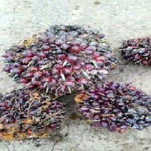 underripe_valid (268).jpg