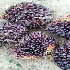 underripe_valid (276).jpg