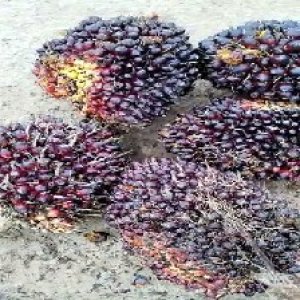 underripe_valid (279).jpg