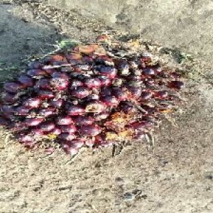 underripe_valid (37).jpg