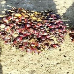 underripe_valid (38).jpg