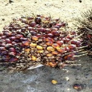 underripe_valid (39).jpg