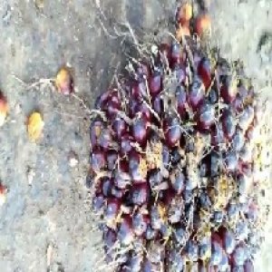 underripe_valid (4).jpg