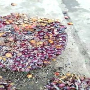 underripe_valid (42).jpg