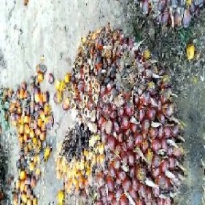 underripe_valid (43).jpg