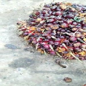 underripe_valid (46).jpg