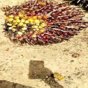 underripe_valid (47).jpg