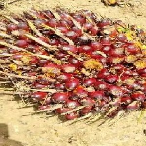 underripe_valid (48).jpg