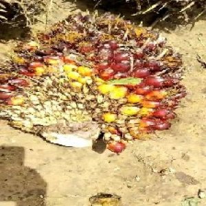 underripe_valid (49).jpg