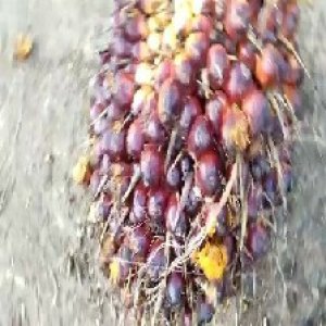 underripe_valid (5).jpg