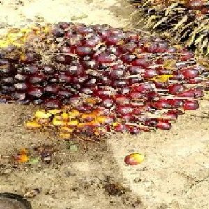 underripe_valid (50).jpg