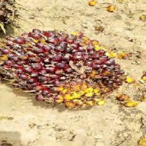 underripe_valid (51).jpg