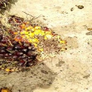 underripe_valid (52).jpg