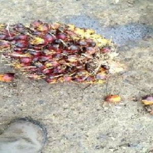 underripe_valid (54).jpg