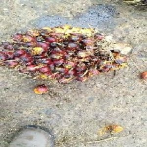 underripe_valid (55).jpg