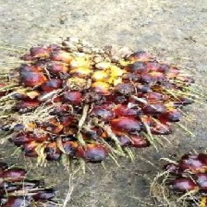 underripe_valid (56).jpg