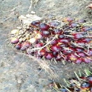 underripe_valid (57).jpg