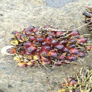 underripe_valid (59).jpg