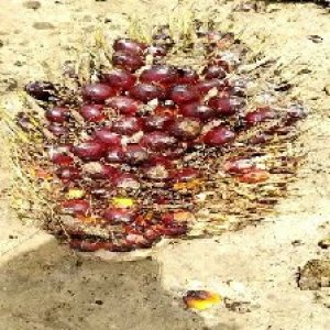 underripe_valid (6).jpg