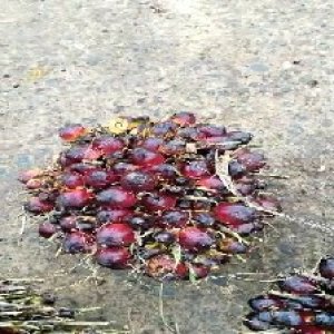 underripe_valid (60).jpg