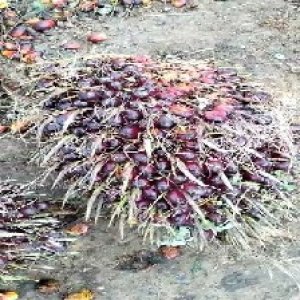 underripe_valid (62).jpg