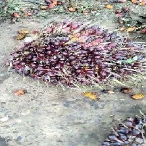 underripe_valid (63).jpg