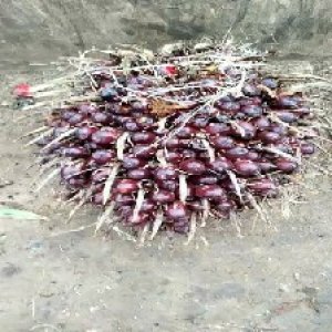 underripe_valid (64).jpg