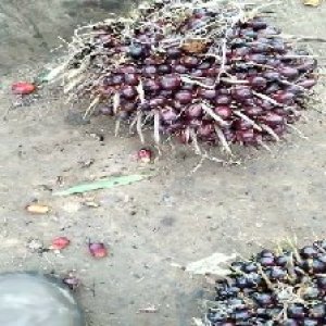 underripe_valid (65).jpg