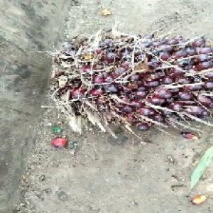 underripe_valid (66).jpg