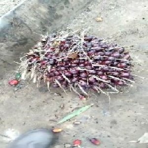 underripe_valid (67).jpg