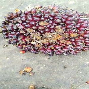 underripe_valid (69).jpg