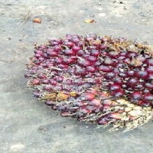 underripe_valid (70).jpg