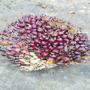 underripe_valid (71).jpg