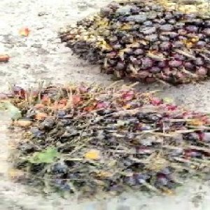 underripe_valid (73).jpg