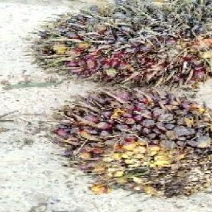 underripe_valid (74).jpg