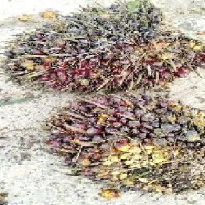 underripe_valid (75).jpg