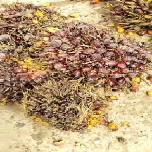 underripe_valid (77).jpg