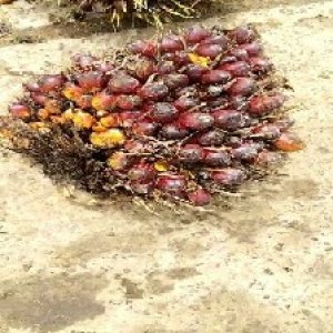 underripe_valid (80).jpg