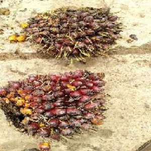 underripe_valid (82).jpg